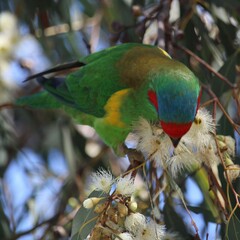 Glossopsitta concinna
