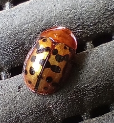 Conchyloctenia punctata
