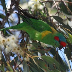 Glossopsitta concinna
