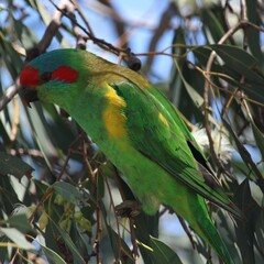 Glossopsitta concinna
