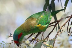 Glossopsitta concinna