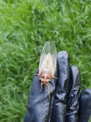 Cicadoidea