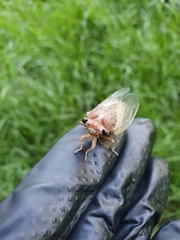 Cicadoidea
