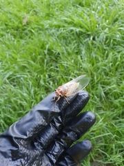 Cicadoidea