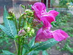 Impatientinum asiaticum