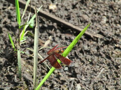 Neurothemis fluctuans