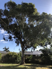 Eucalypteae