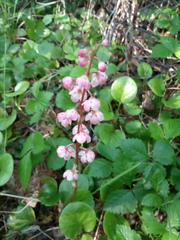 Pyrola asarifolia incarnata