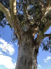 Eucalypteae