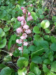 Pyrola asarifolia incarnata