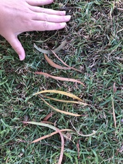 Eucalypteae