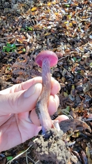 Laccaria amethysteo-occidentalis