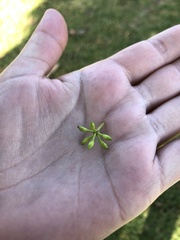 Eucalypteae