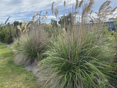 Austroderia richardii