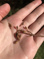Eucalypteae
