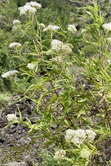 Austroeupatorium
