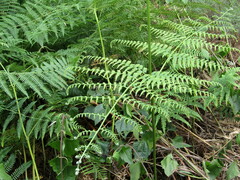 Pteridium revolutum