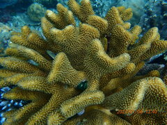 Pocillopora grandis