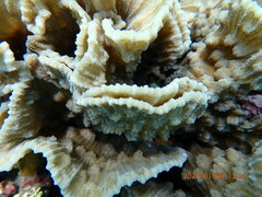 Mycedium elephantotus