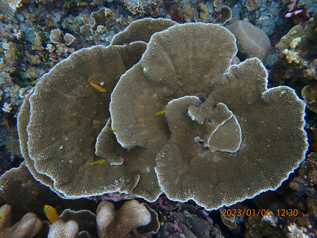 Montipora verruculosus