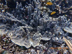 Montipora