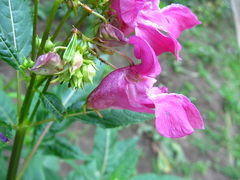 Impatientinum asiaticum