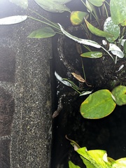 Malayopython reticulatus