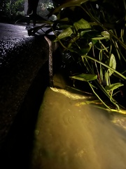 Malayopython reticulatus