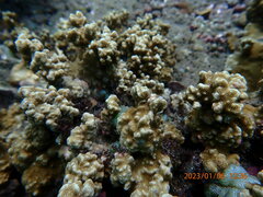 Porites rus