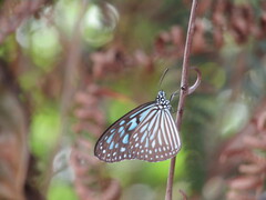 Ideopsis vulgaris