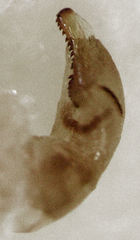 Tuicoris lipurus