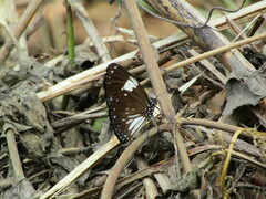 Euploea radamanthus