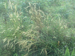 Cenchrus polystachios