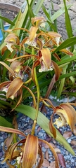 Cymbidium