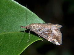 Hypena strigatus