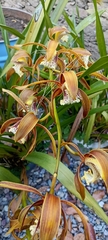 Cymbidium