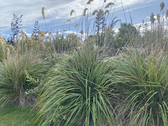 Austroderia richardii