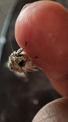 Spodoptera