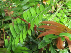 Stenochlaena palustris