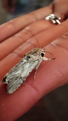 Spodoptera
