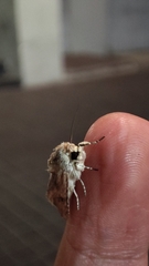 Spodoptera