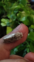 Spodoptera