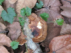 Microporus xanthopus