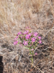 Centaurium tenuiflorum
