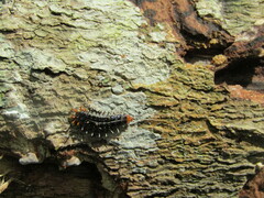 Orvasca subnotata