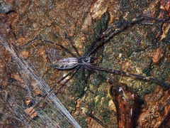 Psechrus