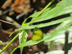 Eurema andersoni
