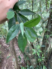 Quercus globosa