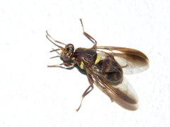 Dacus bivittatus