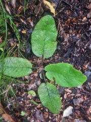 Brachyglottis lagopus